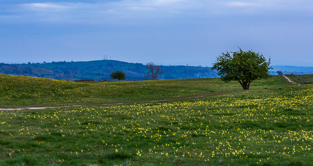 Alport Heights